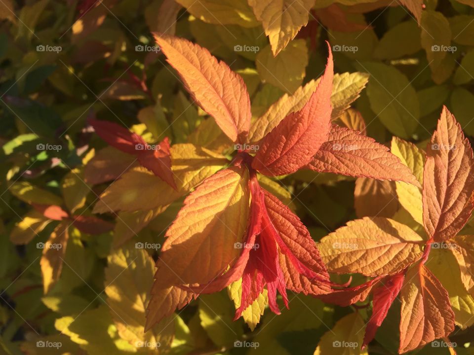 Leaves in the spring