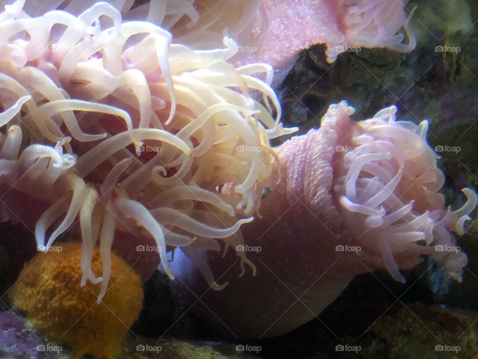 Strawberry anemone and red gorgonian