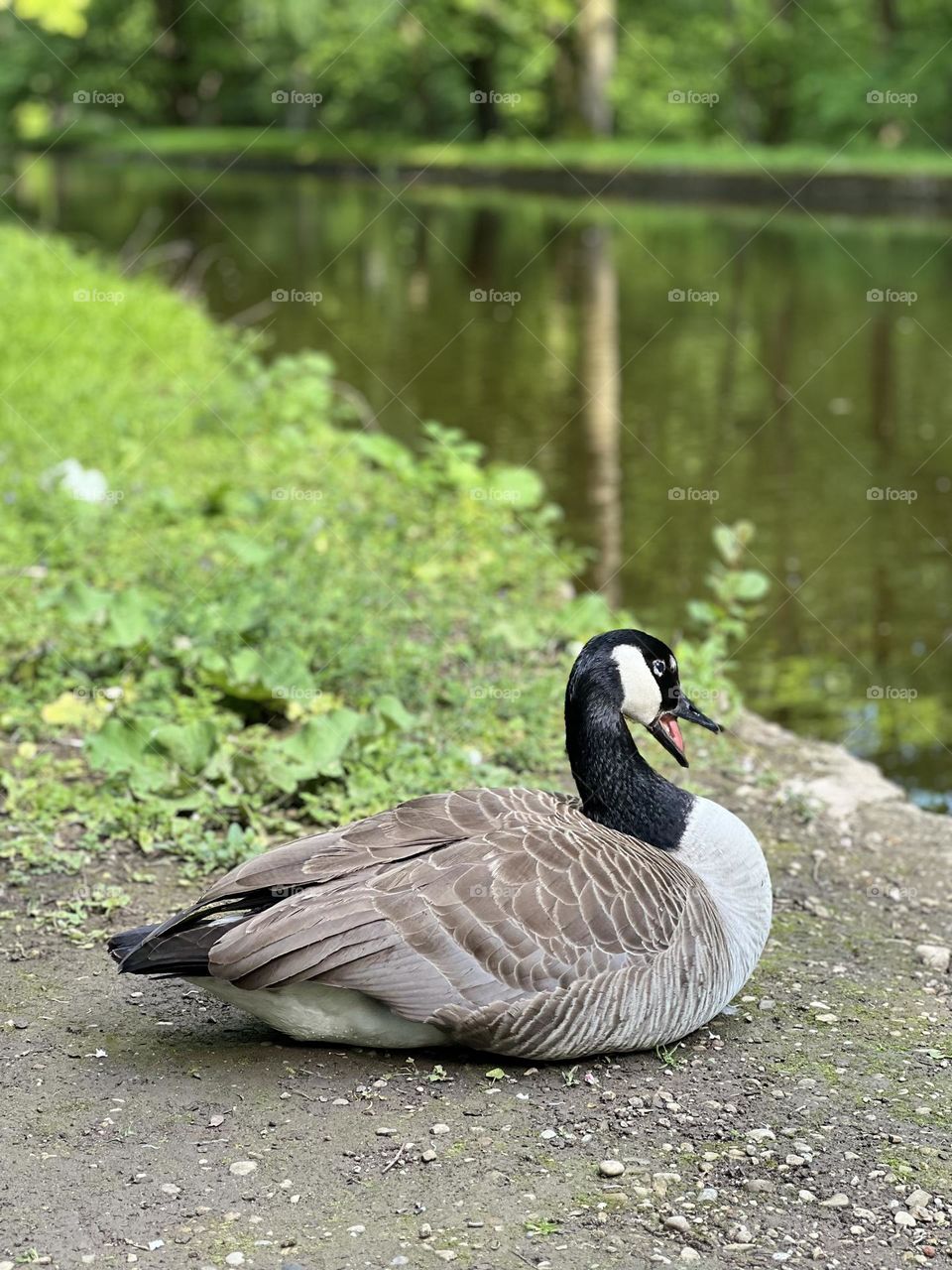 Goose yawning by the river, peaceful and relaxed