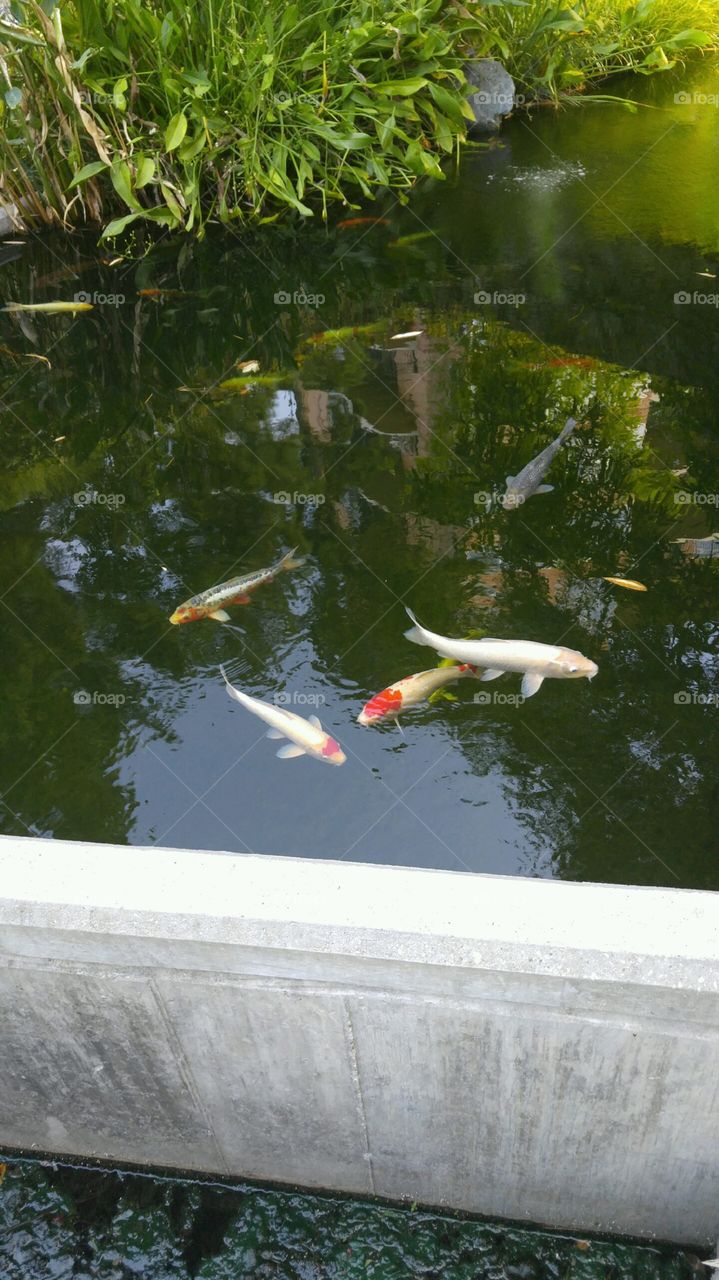 Koi pond
