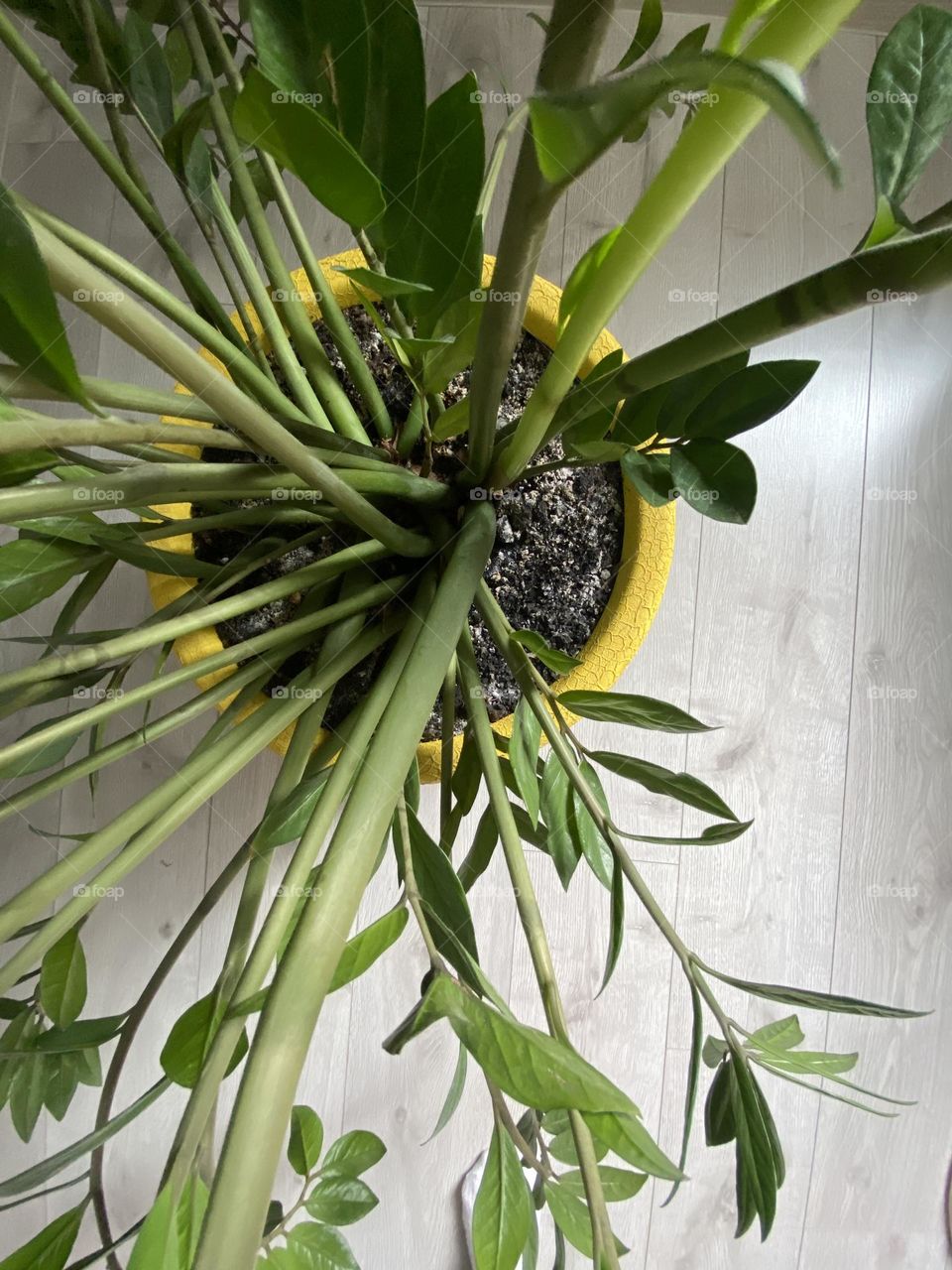 Home flowers, greenery, green color, leafy home trees planted in a flower pot