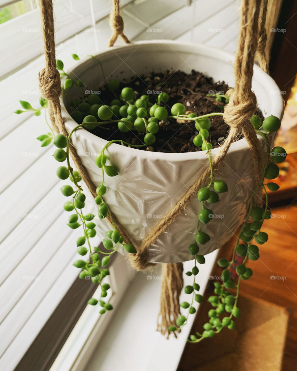 Green string of pearls succulent plant draping over white pot  