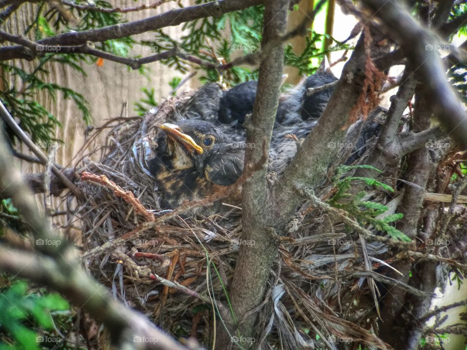 Full Nest