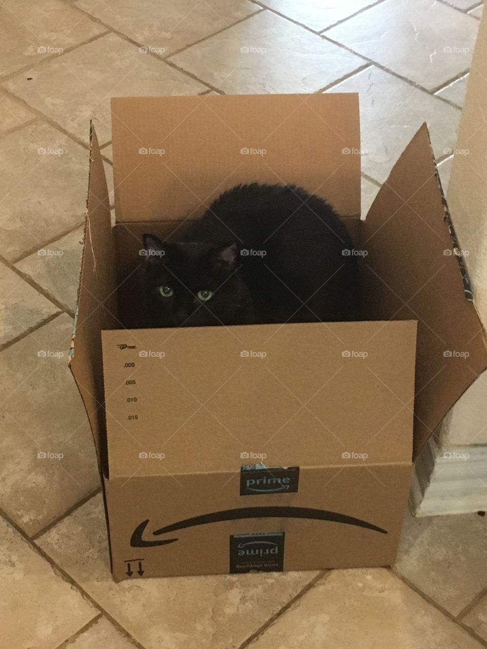 Adult black cat with green eyes in an opened and upturned Amazon box on a tile floor