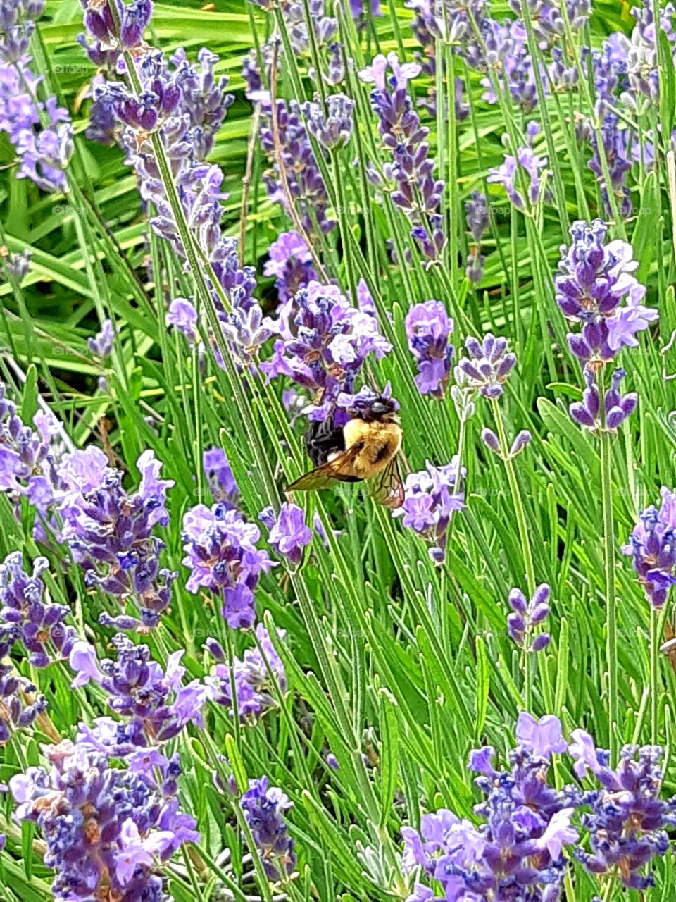 Bumblebee on sweet lavender
