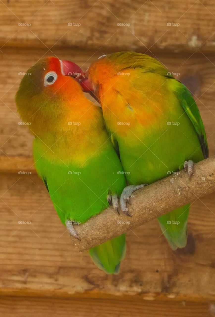 Fei's Peony Parrot, Photographed in China