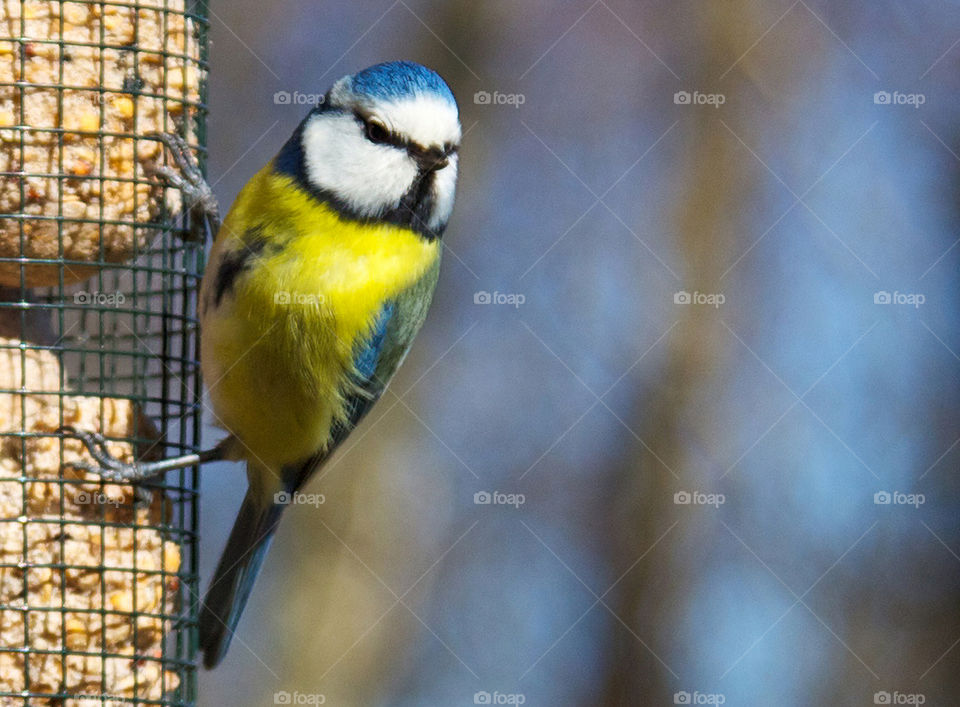 Blue tit bird. 