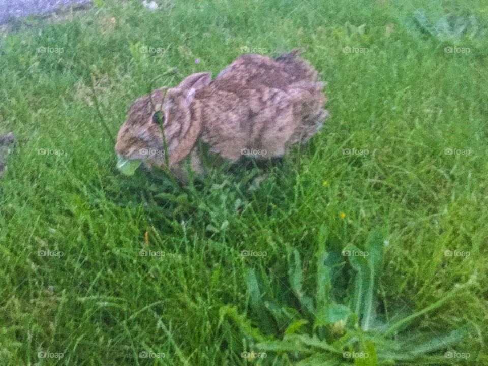 Bunny in the Grass