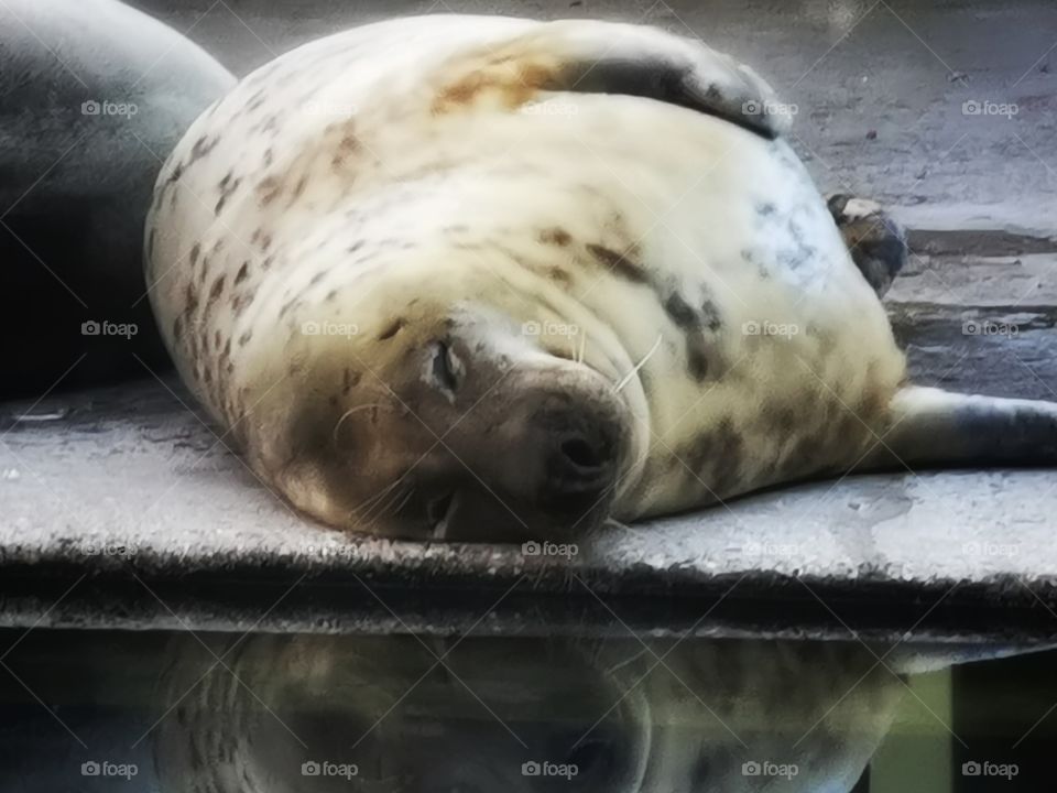 Northern seal