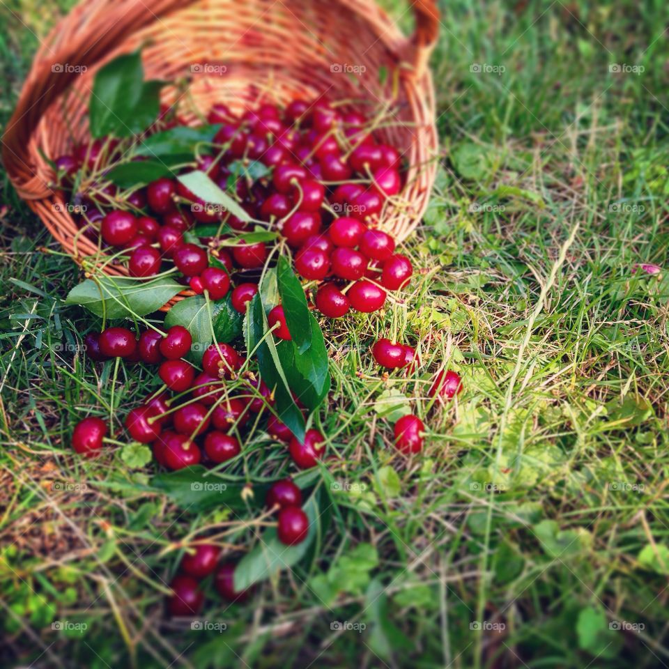 Fresh cherries on grass