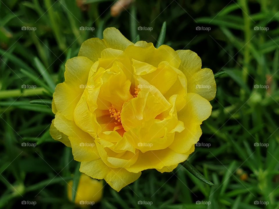 the Portulaca Grandiflora