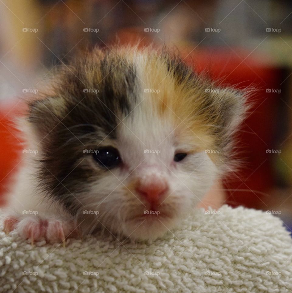 A bottle baby was brought into the rescue group I volunteer for. She was absolutely precious! I couldn’t resist taking a picture of her.