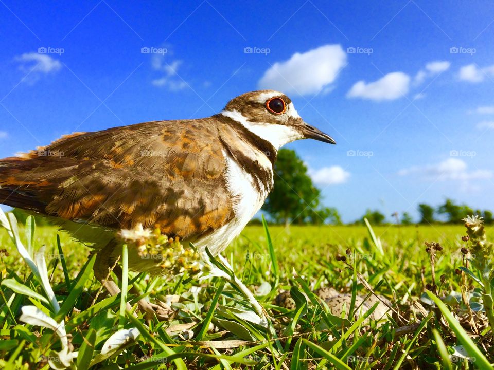 Killdeer nesting 