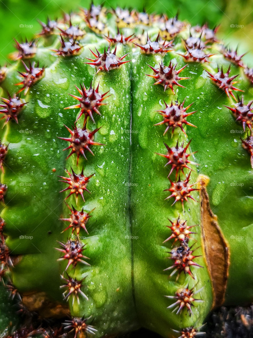 Cactus