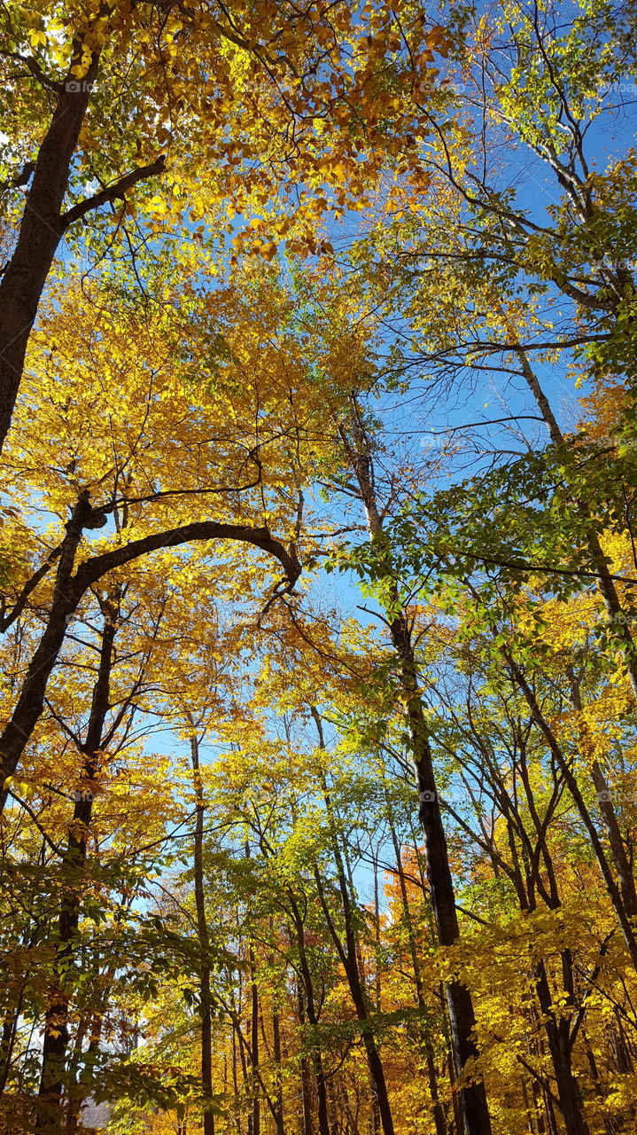 fall foliage in new Hampshire