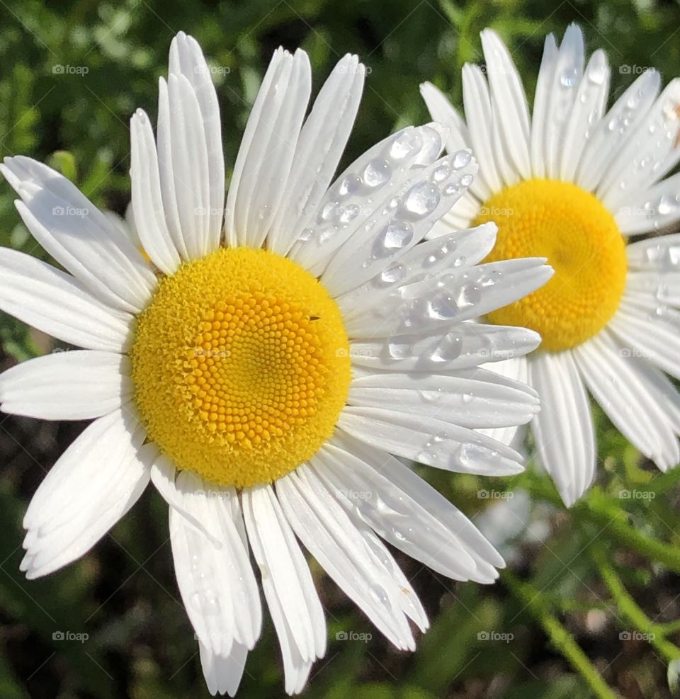 Raindrops on the petals of daisies in the sunlight 