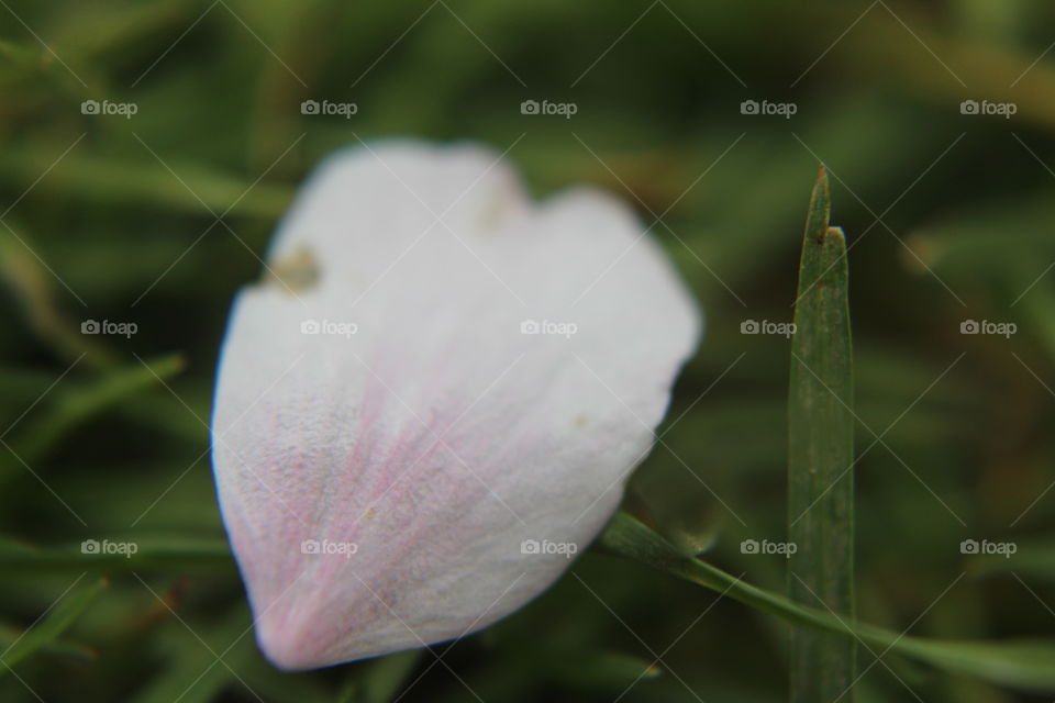 petal of a cherry blossom