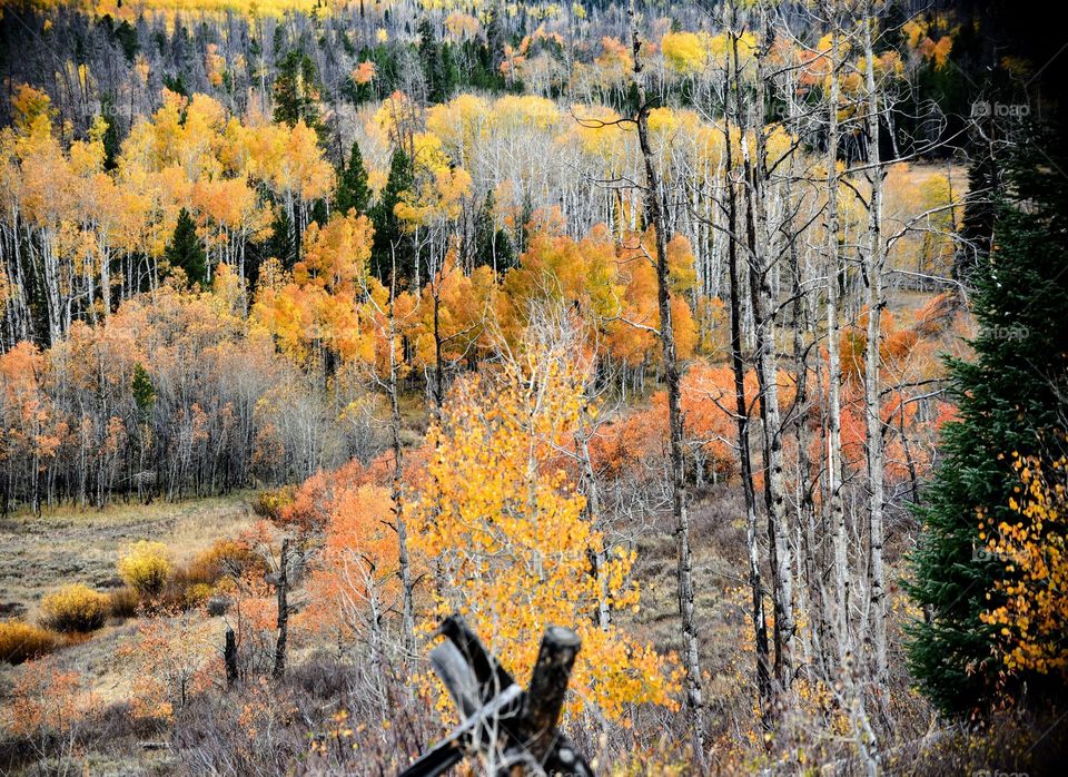 Fall in Wyoming
