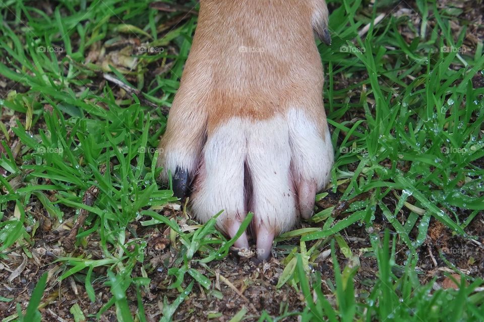 Dog paw