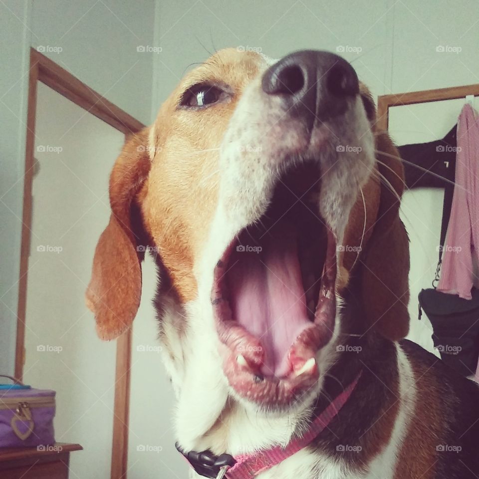 Yawning.