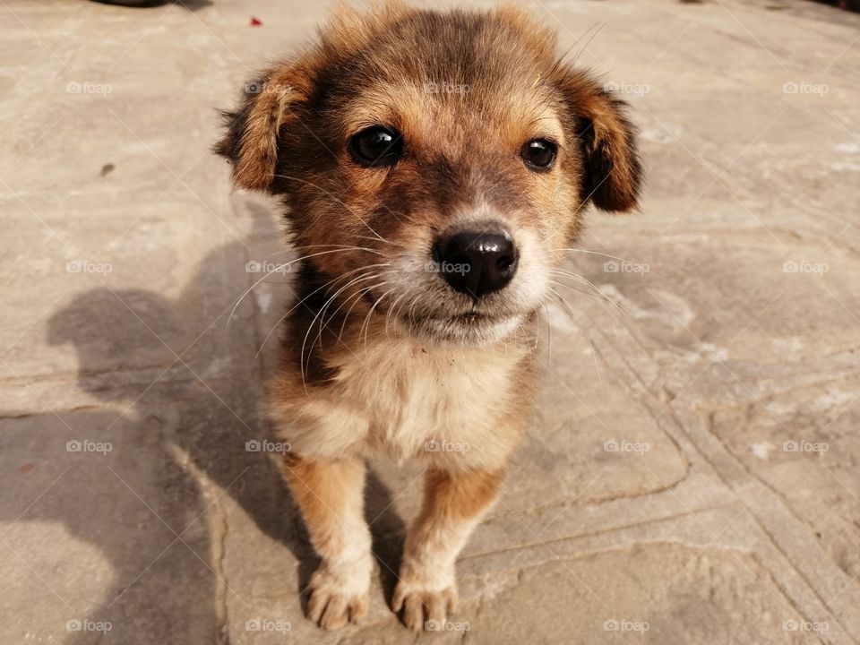 Cute brown color puppy closeup.