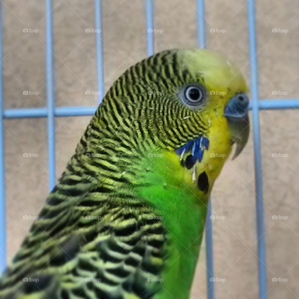 Coco, my parents' budgie