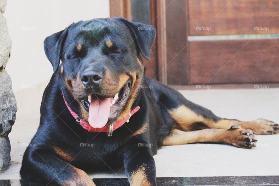 Rottweiler dog