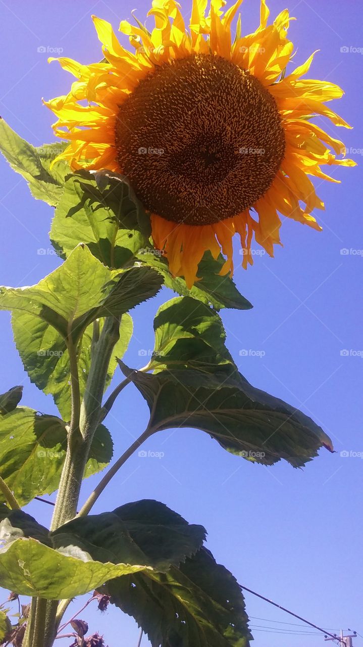 sunflower