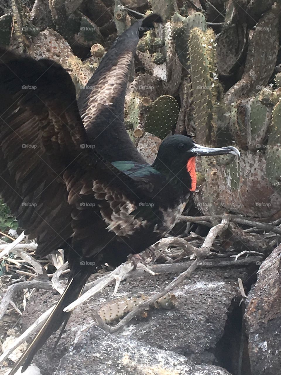A large male great frigatebird sits upon a branch as it gets ready to take off. The green sheen of the feathers play off of the green tone of the cacti in the background