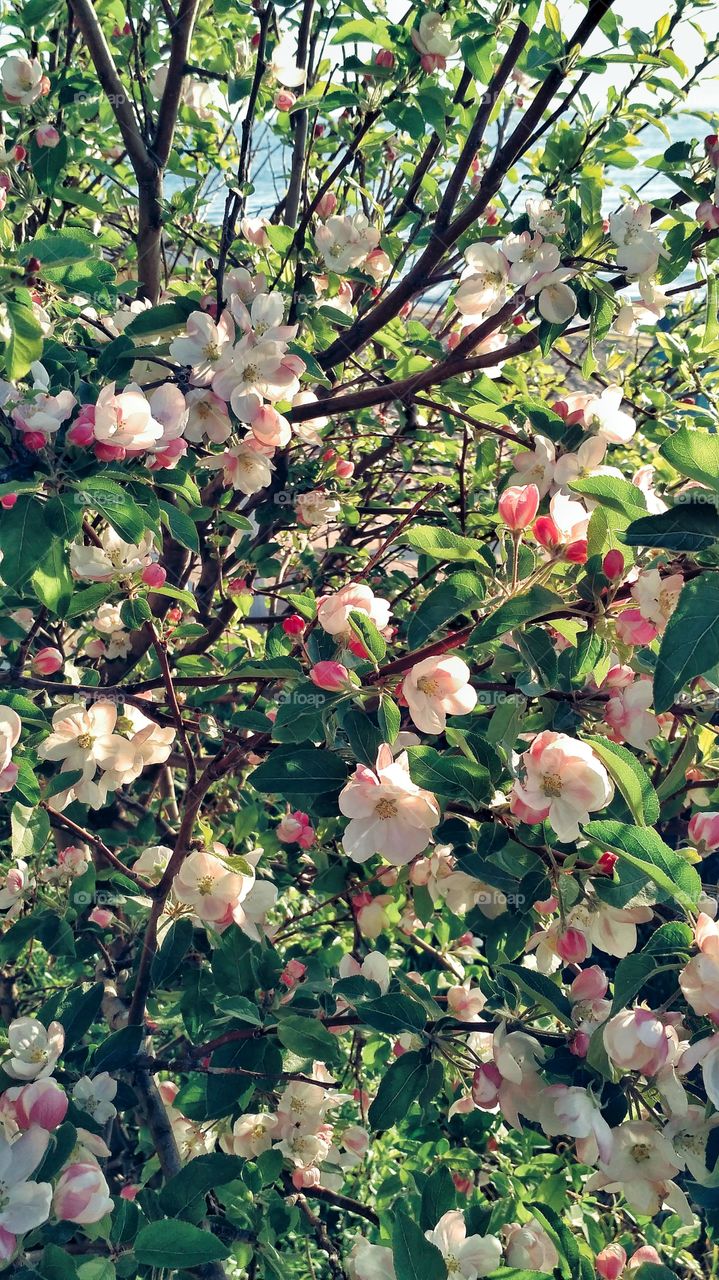 Spring flowering apple-tree