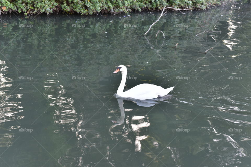 Swan in a pond