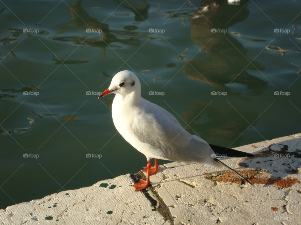 seagull