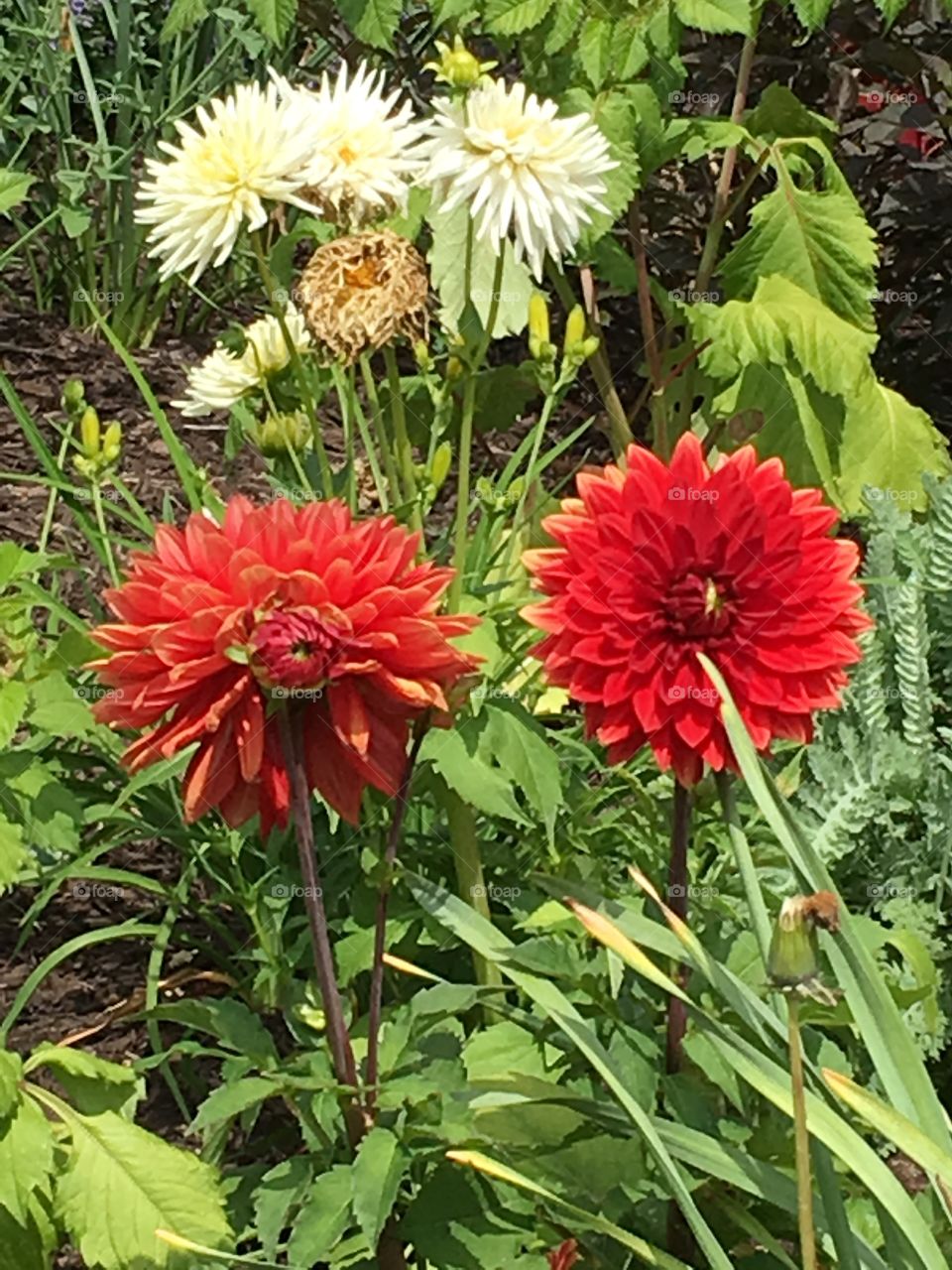 Red dahlias