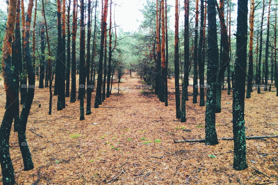 autumn in the forest