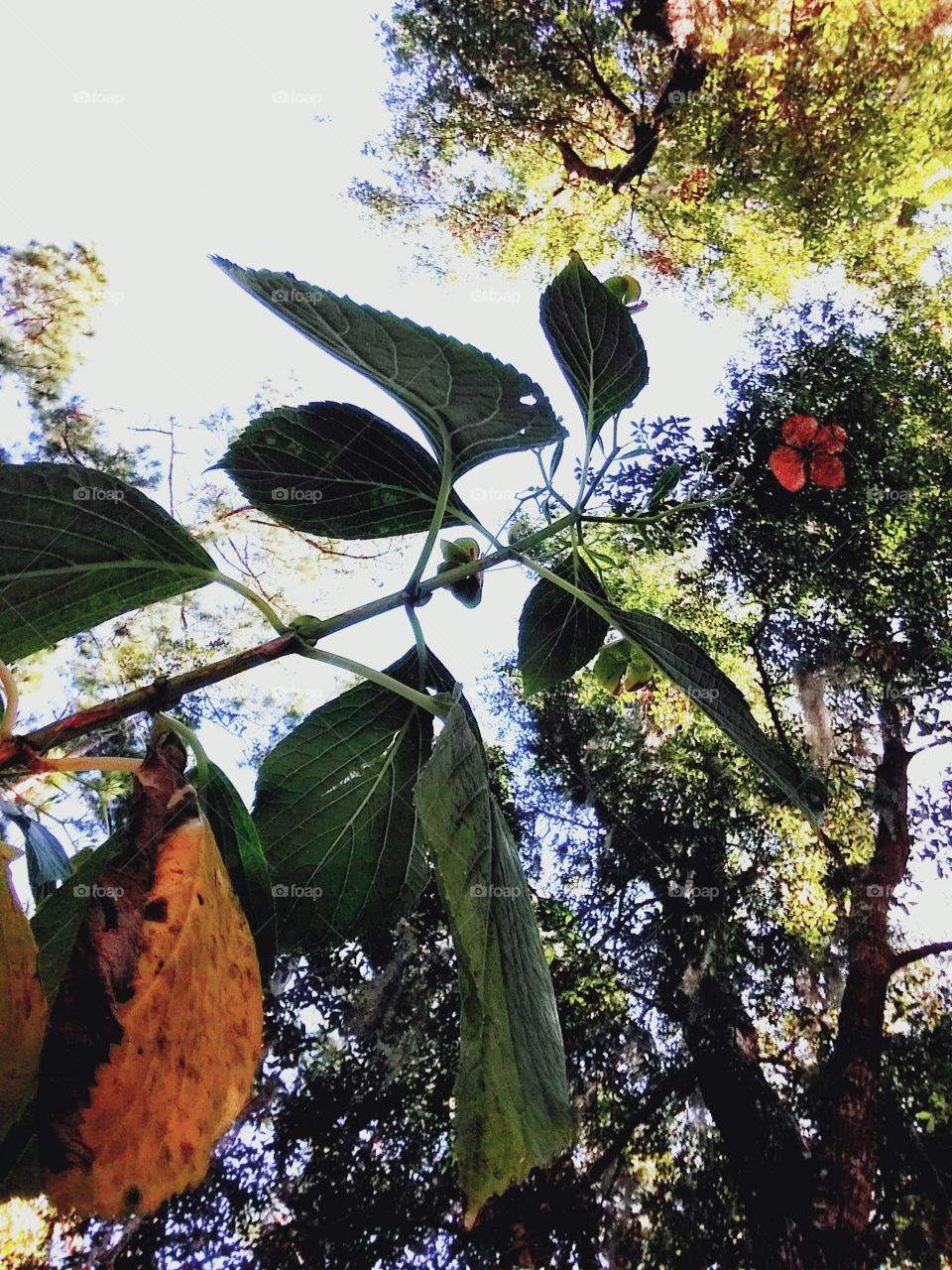the living and the dead contrast in the garden in the autumn of the year