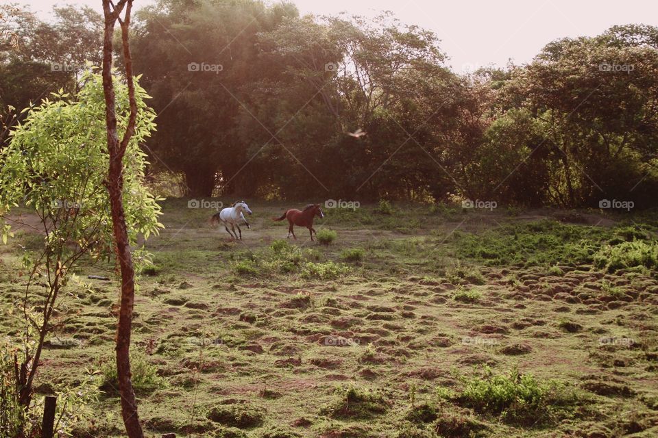 Horses Riding In Almost Dry Autumn Pasture