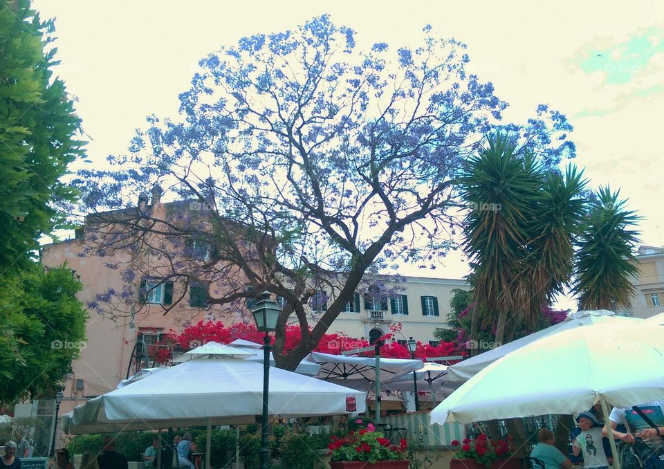 stunning tree. Lovely purple blue tree in the centre of corfu town