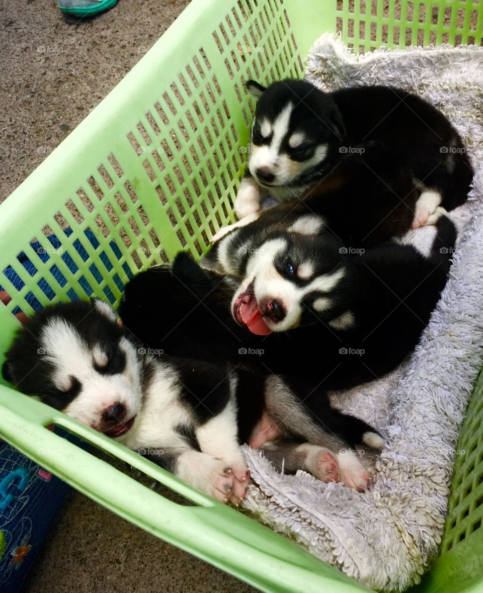 Basket of Husky Puppies. A basket of two week old husky puppies