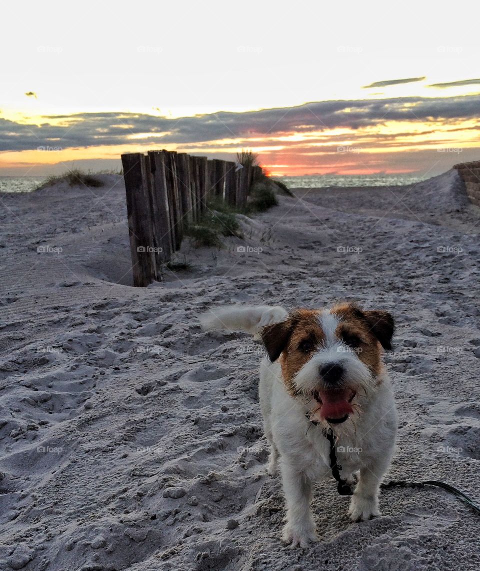 Portrait of dog at beach