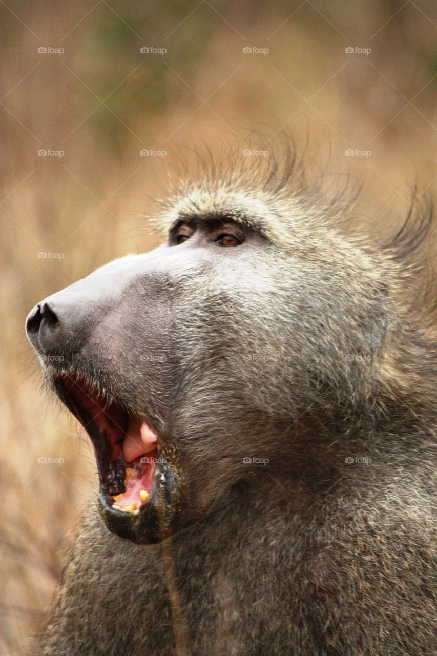 baboon. took it on a trip to kruger