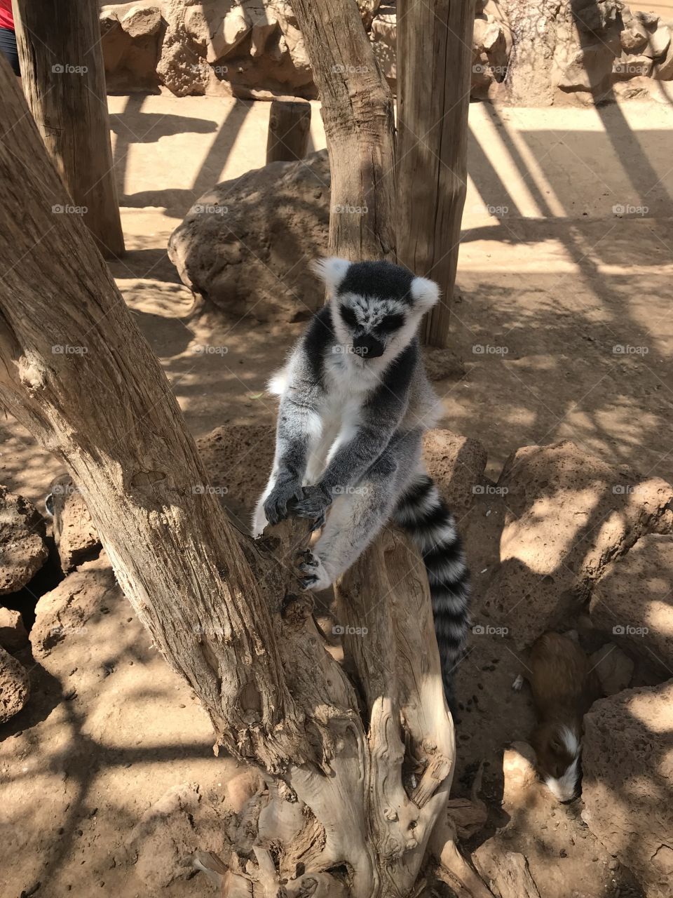 Lemur 