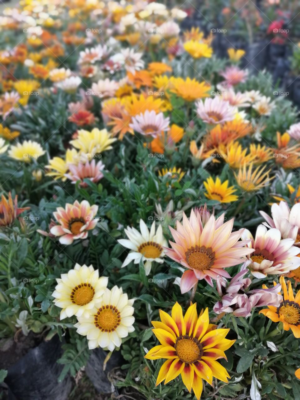 Beautiful Gazania rigens flowers, sometimes called treasure flower, is a species of flowering plant in the family Asteraceae, native to southern Africa. It is naturalised elsewhere and is widely cultivated as an ornamental plant. 