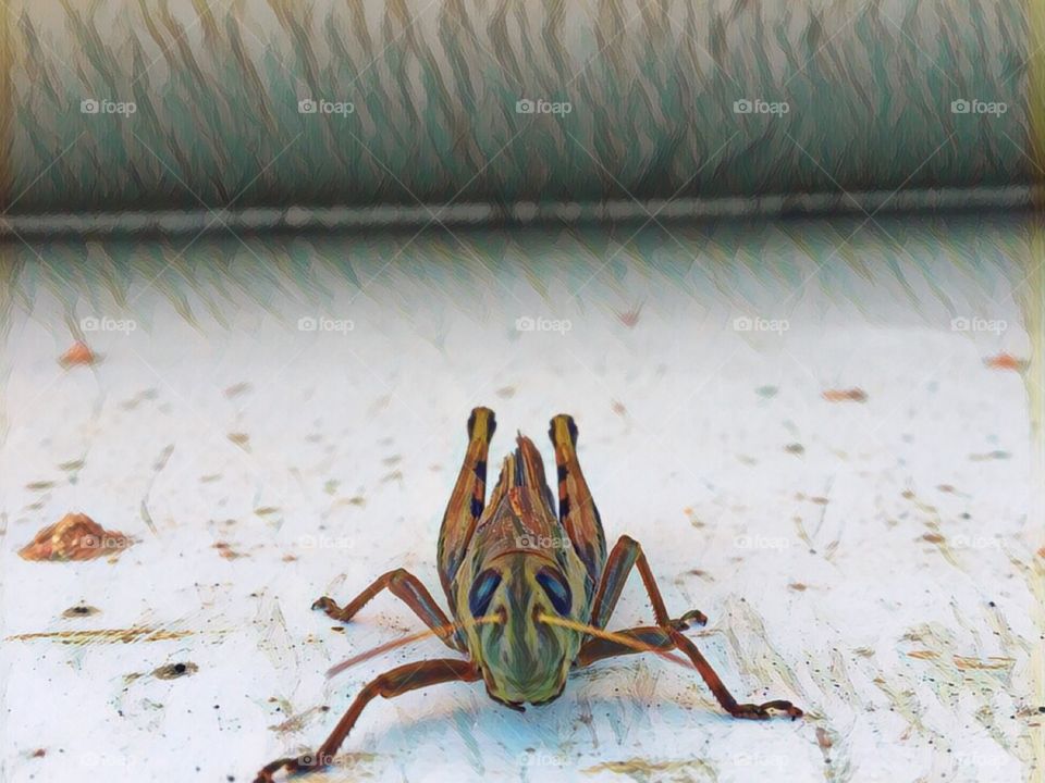 Grasshopper close up