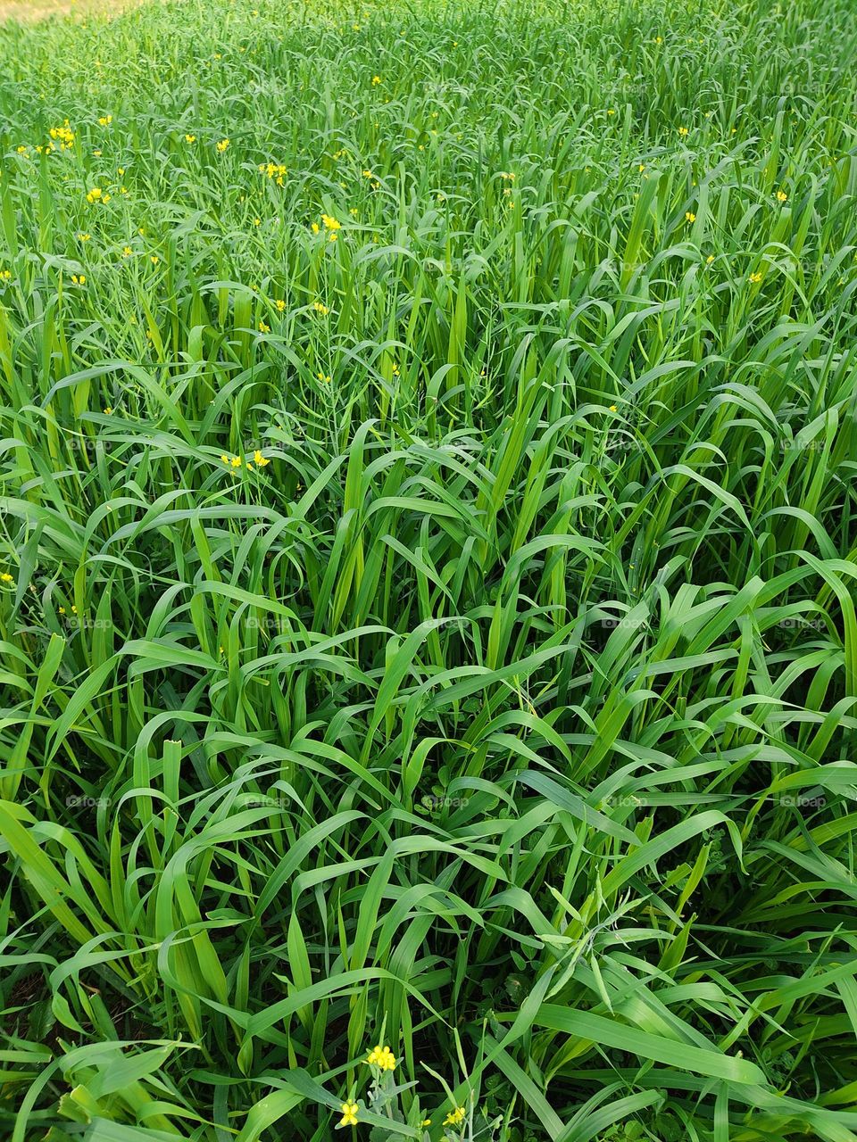 beautiful green green crop waving in the fields.