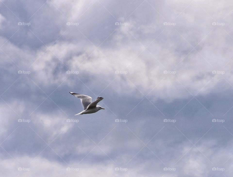 Seagull