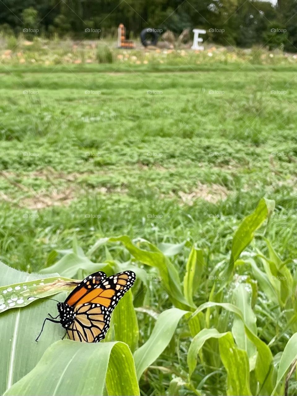 Monarch in the Pumpkin Patch of Love