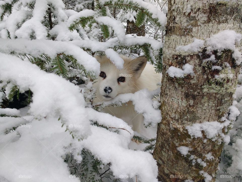 White fox in snow covered woods