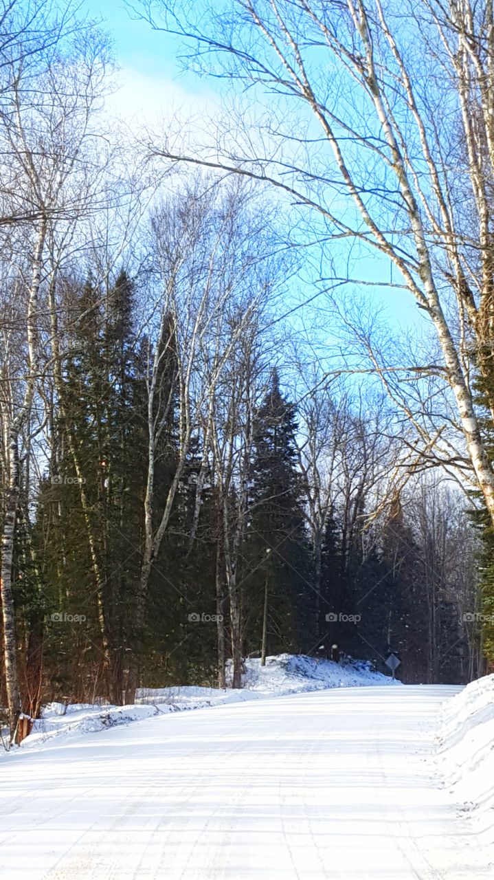 Blue winter skies with Birch trees