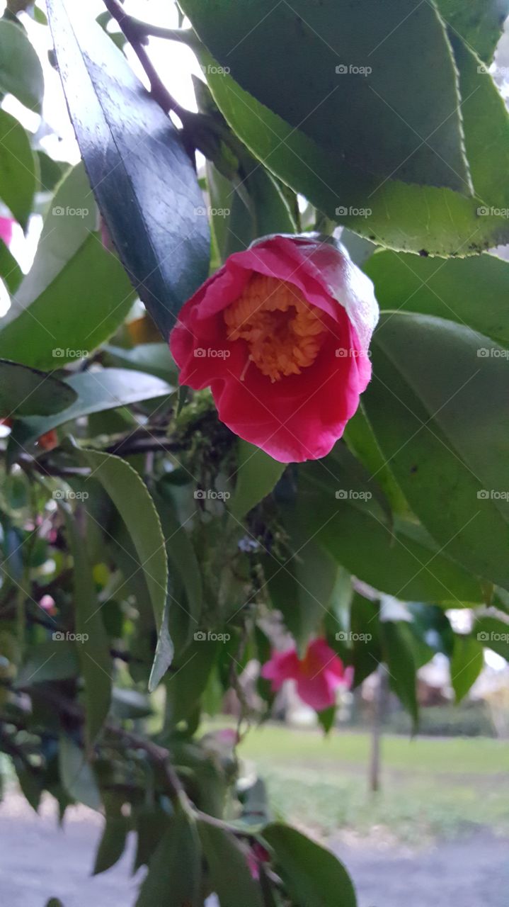 pink flowers