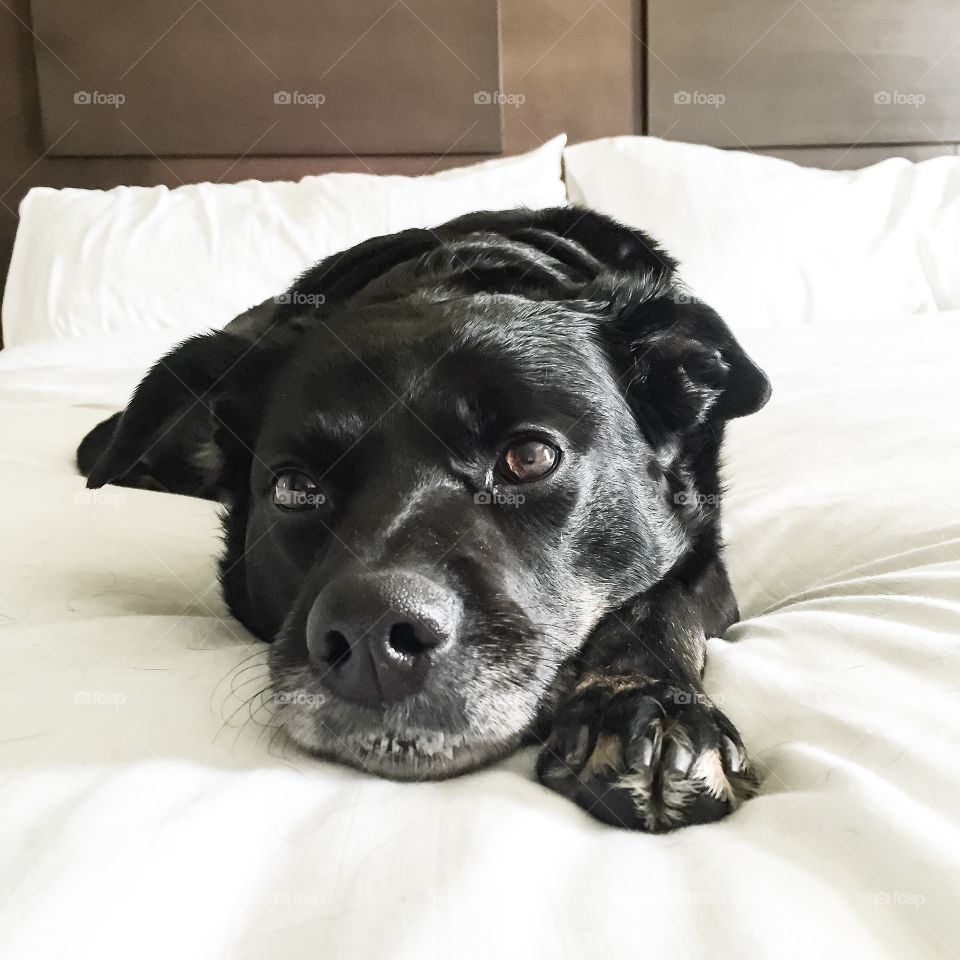 Darby loves to relax 